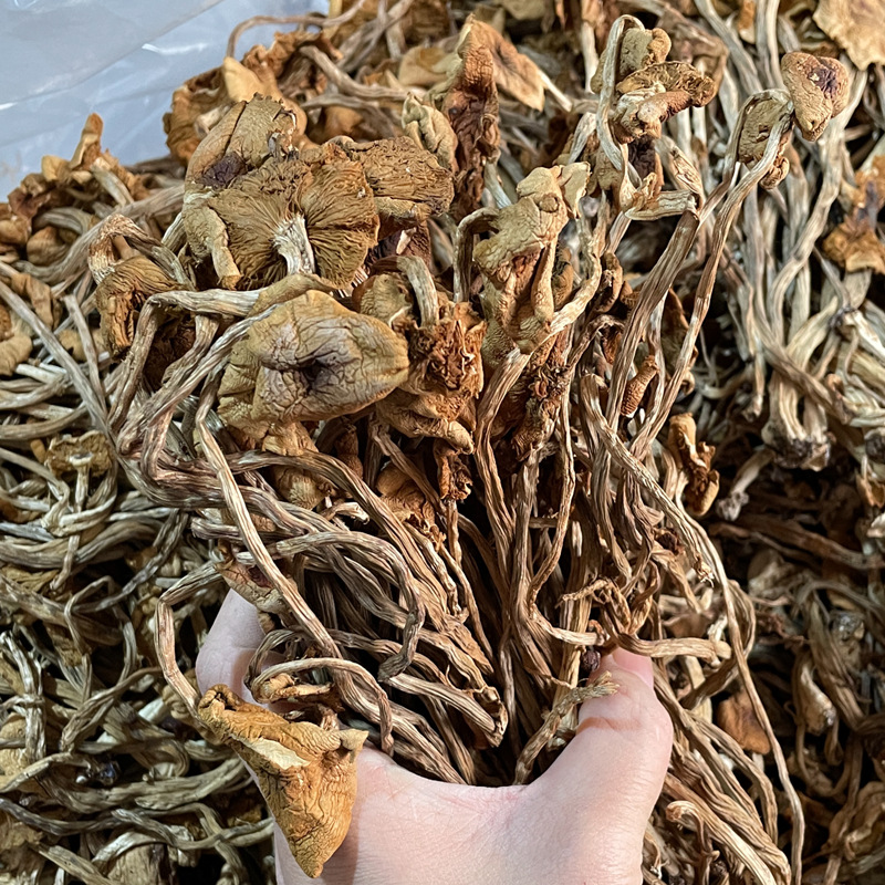 福建古田茶树菇250g批发不开伞脆脆菇火锅食材滋补煲汤料一件代发