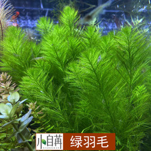 绿羽毛水草活体批发鱼缸造景真水草装饰水族箱观赏后景草有茎类