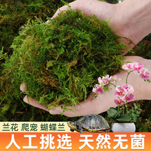 水苔蝴蝶兰干苔藓营养土青苔藓植物种植育苗爬宠乌龟冬眠垫材