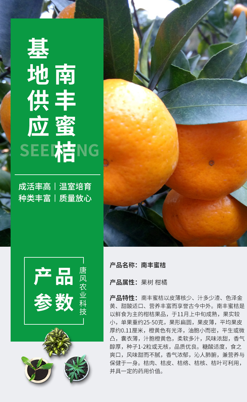 基地批发 南丰蜜桔树苗 南丰贡桔子 蜜橘树苗果树苗 南丰蜜桔小苗