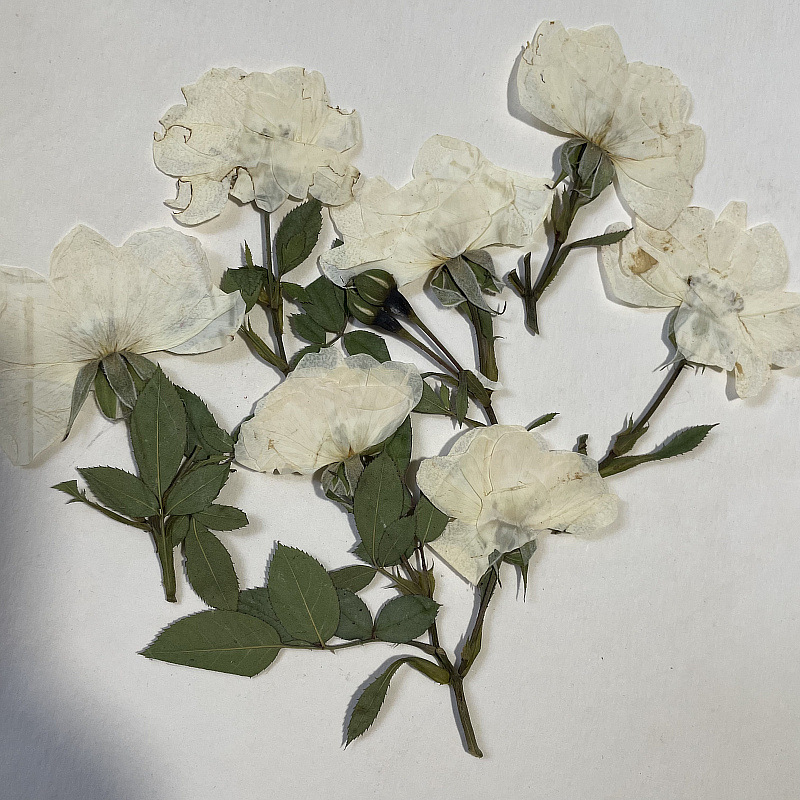 【玫瑰花面】-玫瑰花面厂家,品牌,图片,热帖-阿里巴巴