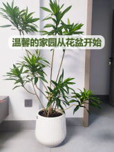 贝群仿古罗马塑料大花盆加厚加硬绿植盆栽室内客厅家用大口径聚宝