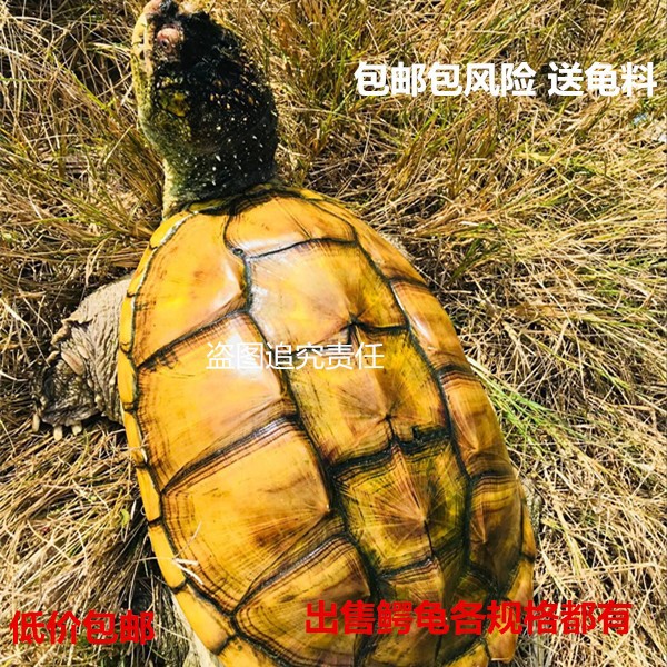 大鳄龟苗活体鳄鱼龟纯佛佛鳄刺鳄钓鱼龟乌龟食用鳄龟观赏特价出售