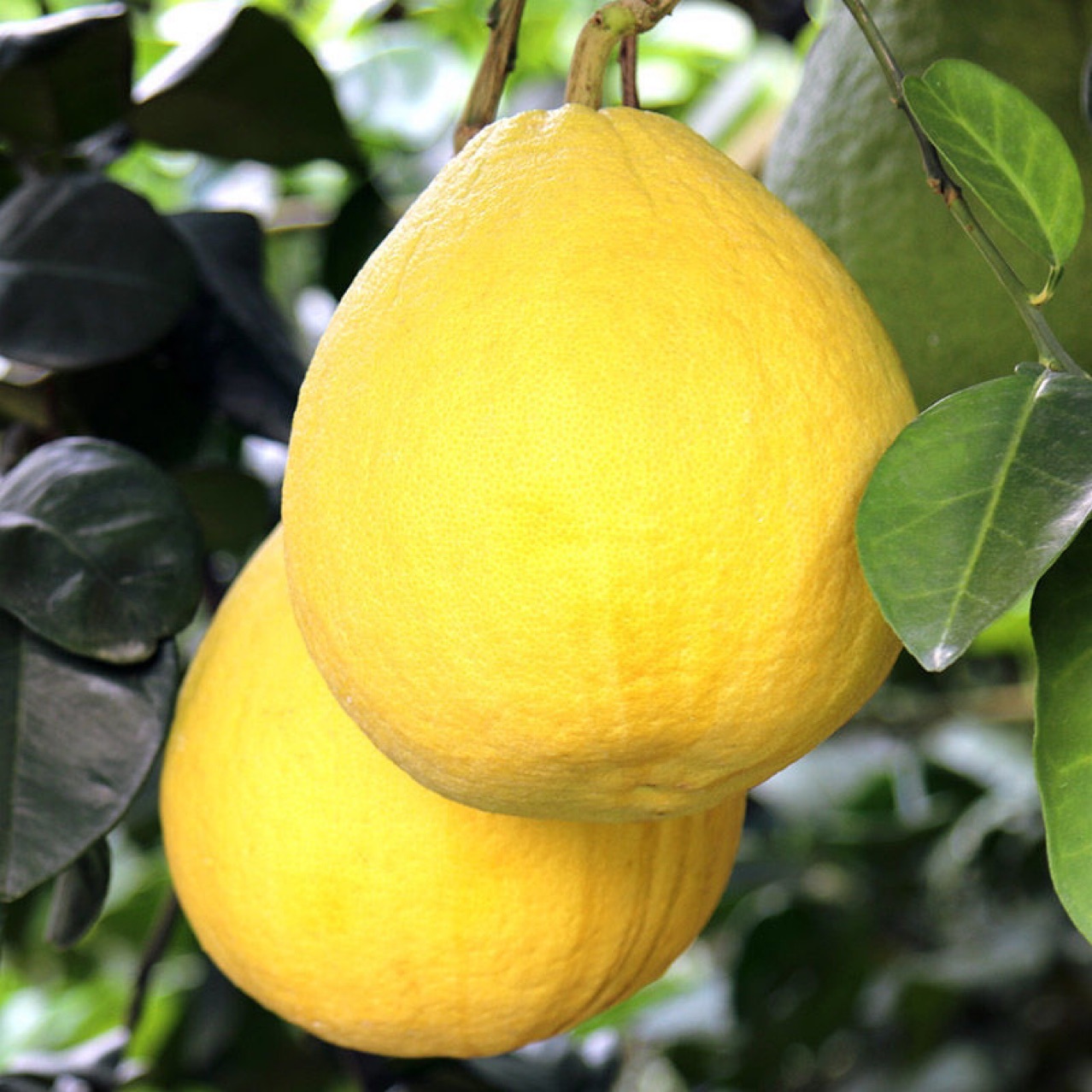 正宗沙田柚梅州