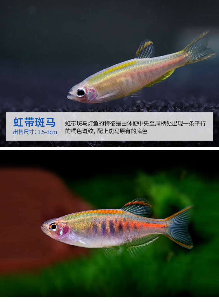 斑马鱼小型热带鱼观赏鱼灯科鱼翡翠蓝莓红斑马鱼蓝斑马冷水鱼活体