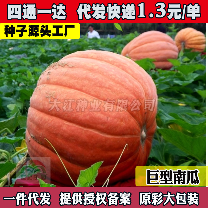 美国巨型南瓜种子特大大南瓜种子太空南瓜种子蔬菜种春播瓜果种子