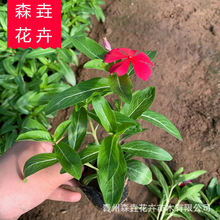 长春花山东基地批发 长春花租摆道路绿化 多色天天开工程苗长春花