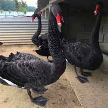 景区 萌宠乐园观赏黑天鹅多少钱一对  黑天鹅养殖场 批发黑天鹅蛋