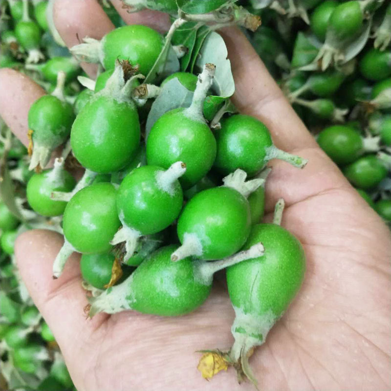 野生多依芽酸哆依果1斤云南临沧特产孕妇酸水果 渣子果送糊辣椒面