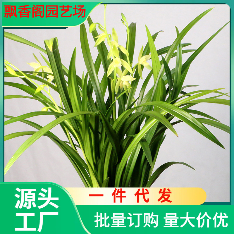 一件代发兰花苗原盆原土四季花卉盆栽带花苞名贵建兰好养兰草浓香
