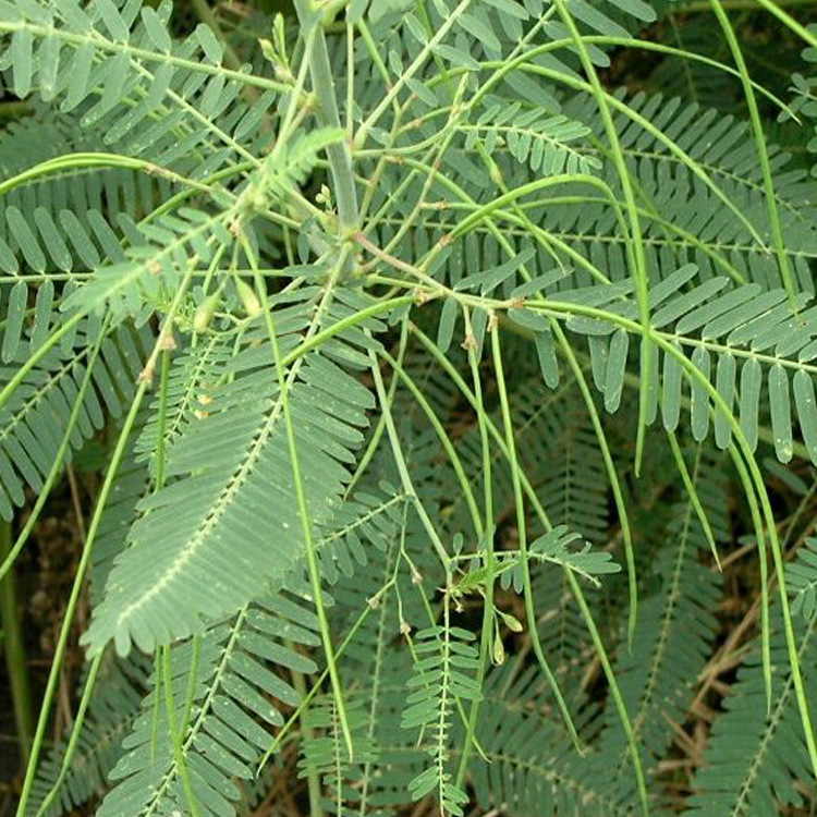 田菁种子田箐籽碱菁绿肥牧草耐涝耐旱盐碱土壤改良牧草果园固氮