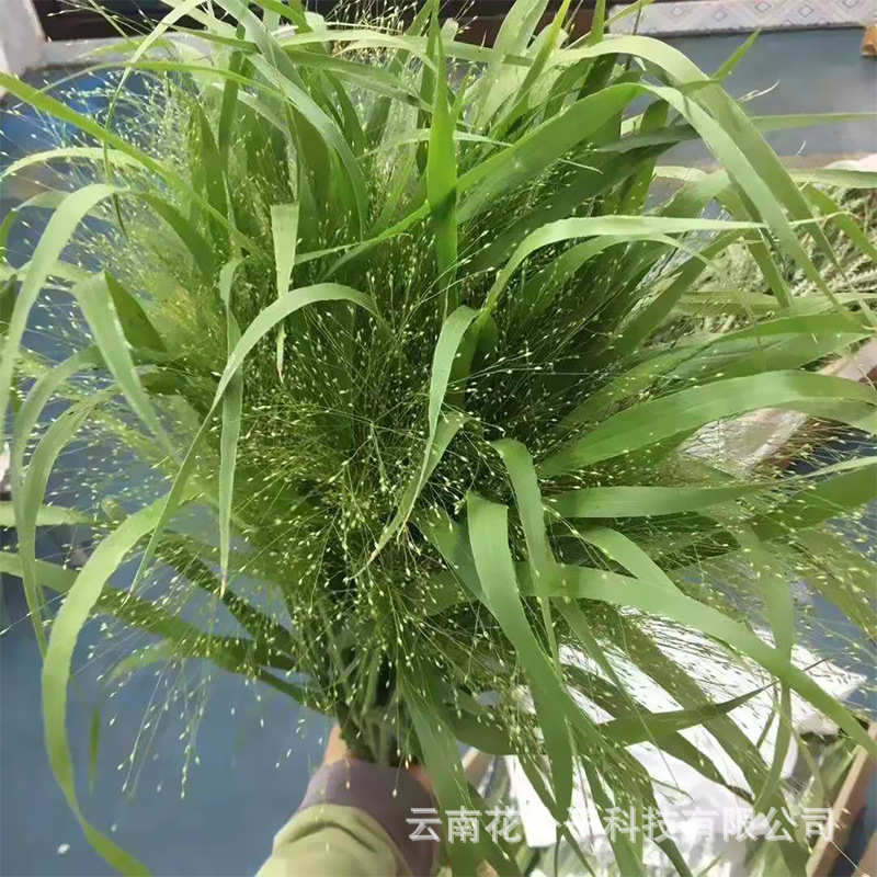 喷泉草 云南昆明斗南喷泉草鲜花配花配草批发