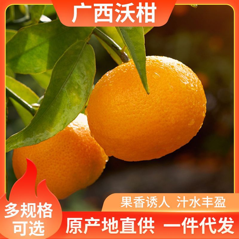 【引流款】广西武鸣纯甜沃柑 5/9斤新鲜水果应季冬季柑橘蜜桔子