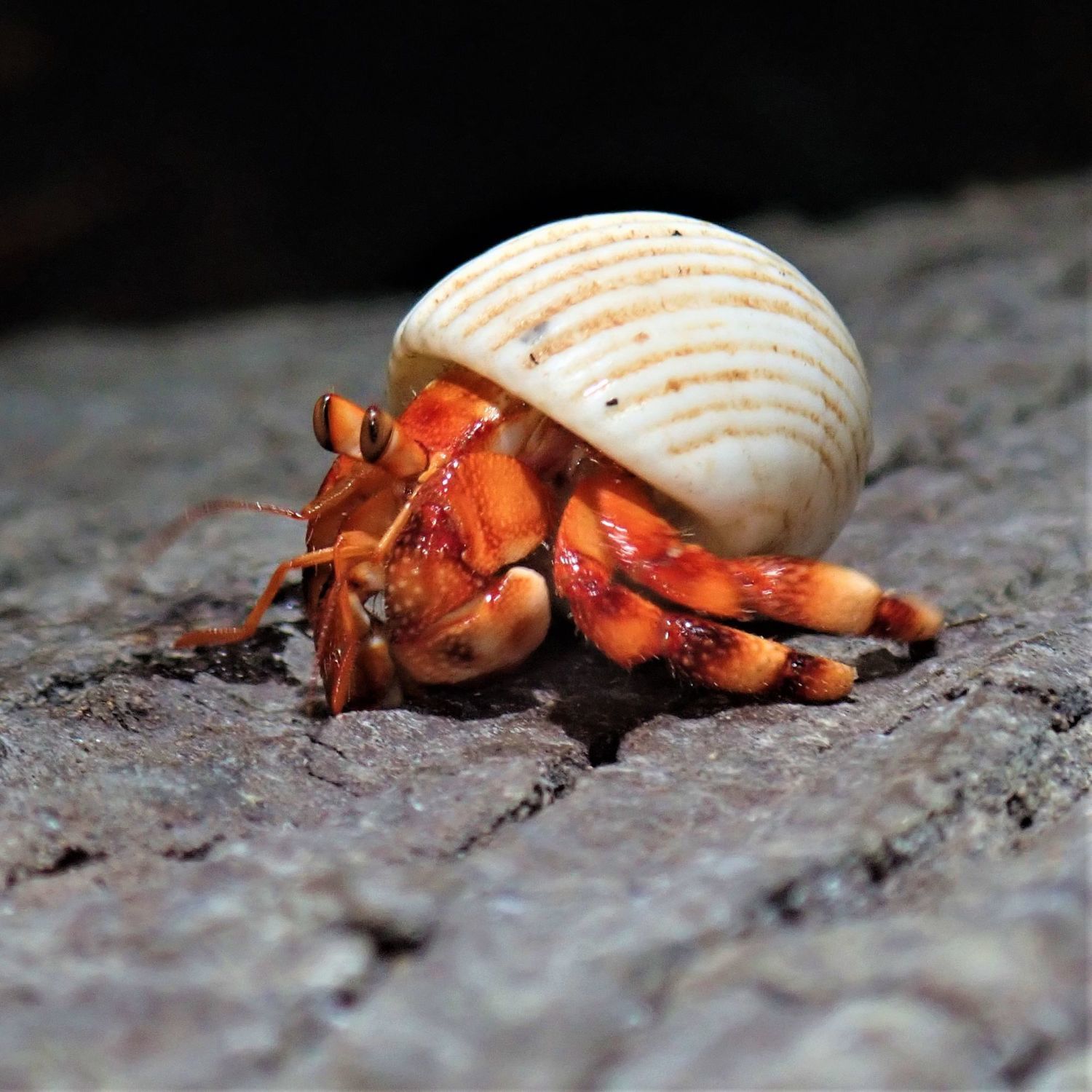 陆生灰白短腕寄居蟹超大草莓观赏虾蟹活物懒人宠物蟹包邮包活