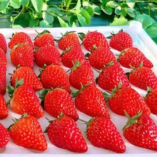莓包邮丹东99莓红颜九九牛奶秸秆奶油大莓3斤当季水果多汁