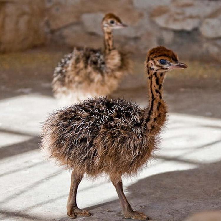 非洲鸵鸟活体小鸵鸟苗 澳洲种鸵鸟可下鸵鸟蛋鸵鸟幼苗幼崽