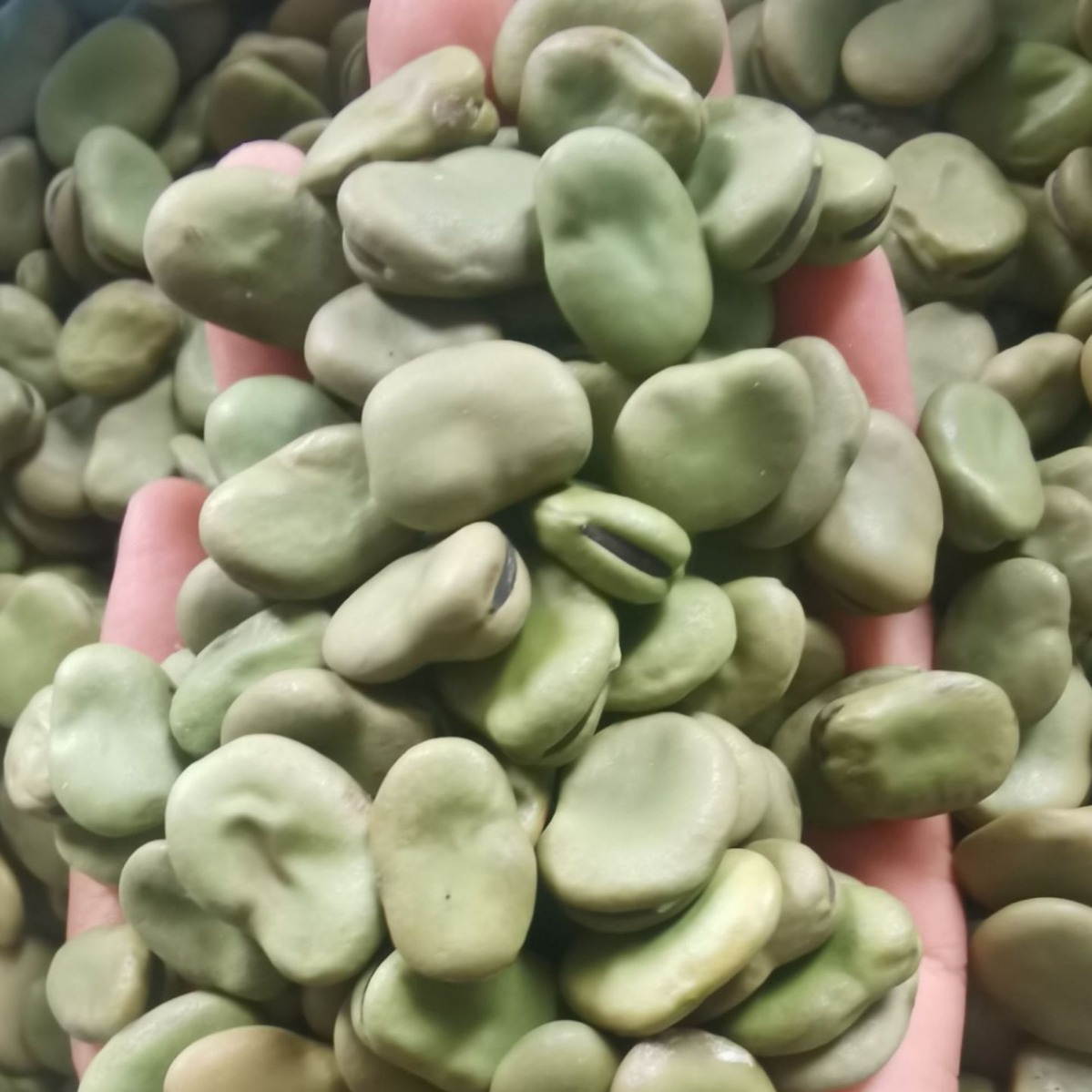 75kg青蚕豆-阿里巴巴