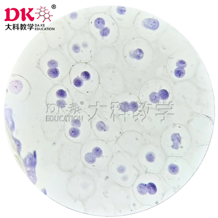 动物细胞马蛔虫有丝分裂高教显微玻片生物切片标本光学显微镜配件