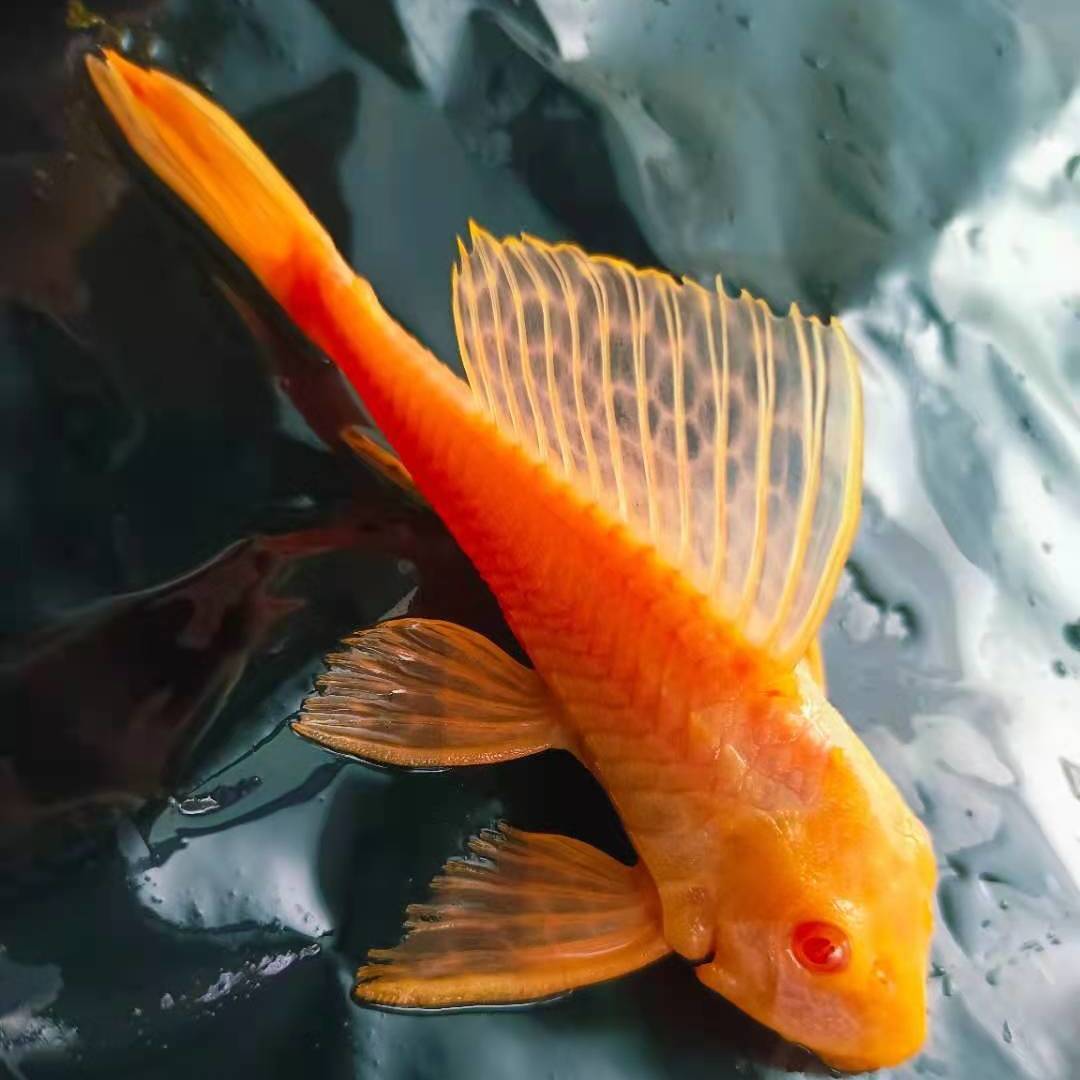 女王大帆热带鱼异形清道夫活体豹纹清道夫红龙金龙配鱼工具鱼