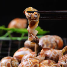 4斤鲜活冷冻花螺大海螺贝壳香螺水产海鲜新鲜花螺小海螺_阿里巴巴找货