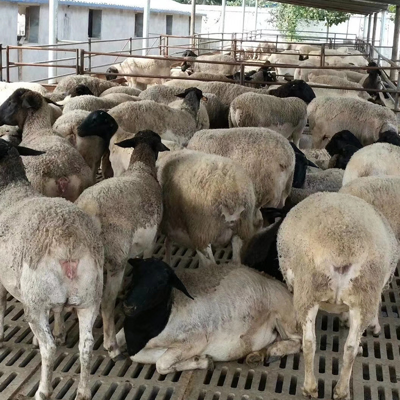 少钱一只杜泊绵羊活体澳洲白绵羊和杜泊羊的区别黑头杜波羊多小羊