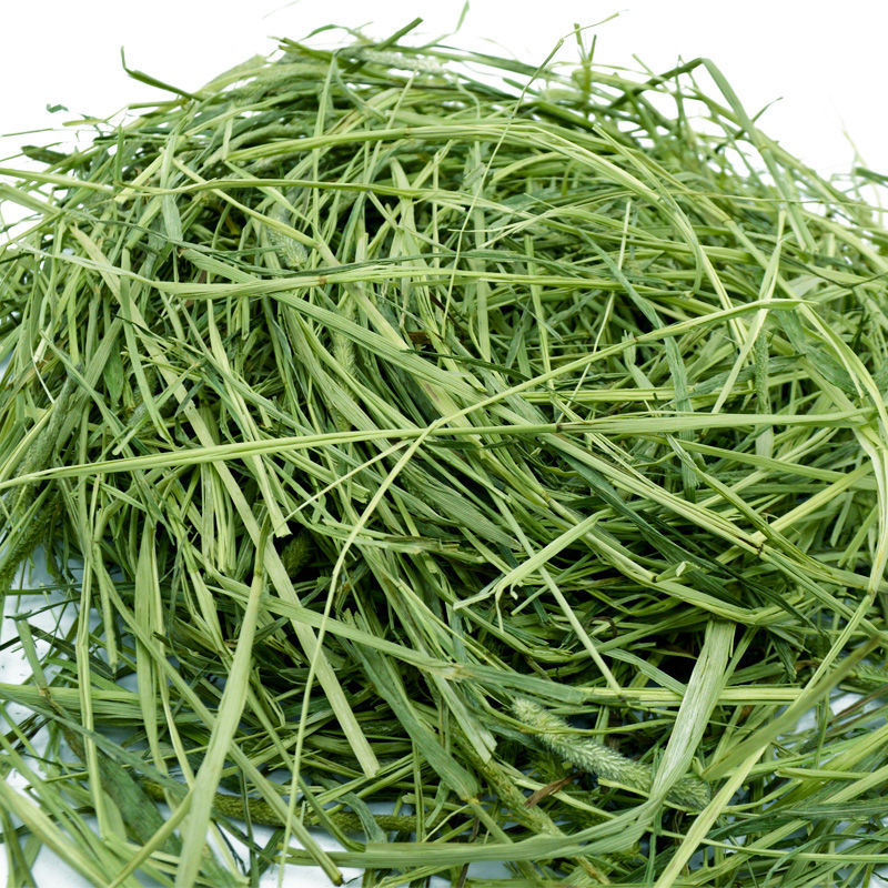 提摩西草2021干草兔粮豚鼠牧草龙猫提草荷兰猪饲料苜蓿草大麦草段