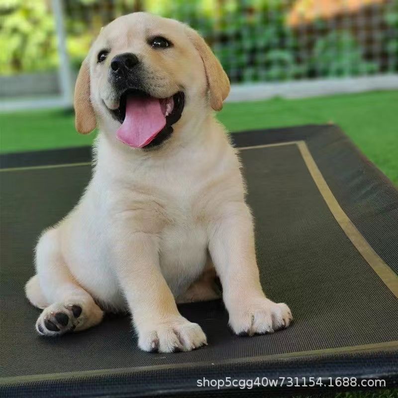 出售纯种拉布拉多幼犬活体狗狗拉布拉多工作犬宠物犬宠物狗小狗批