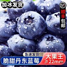 丹东宝宝蓝莓新鲜孕妇水果果新鲜采摘蓝莓鲜果脆甜当季顺丰