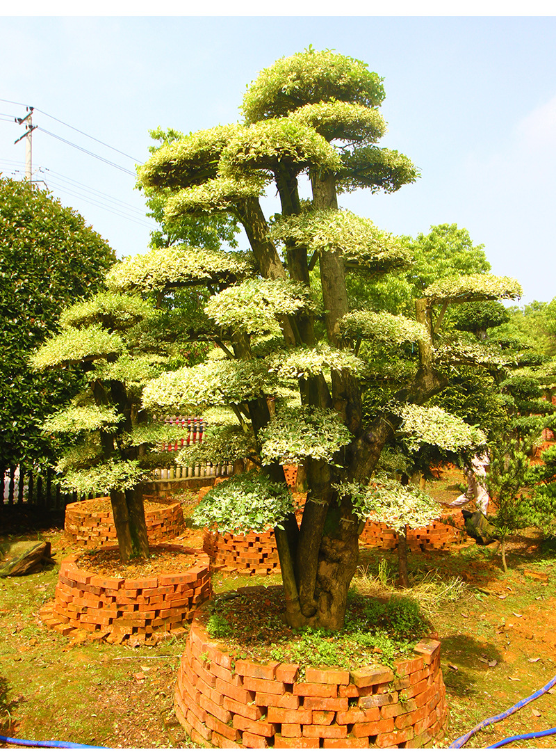 造型金姬女贞桩 园林造型树金姬小蜡景观乔木绿化风景树苗批发