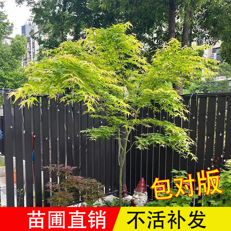 小叶鸡爪槭树苗原生苗丛生鸡爪红枫树苗盆景庭院别墅风景大树绿植