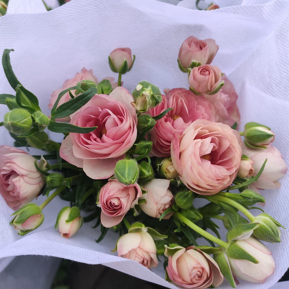 【蝴蝶洋牡丹】多头花期长 珠光宝气 居家办公应季瓶插水养鲜花