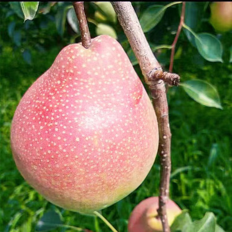 七月红啤梨现摘现发当季水果梨新鲜采摘产地直发包邮-阿里巴巴