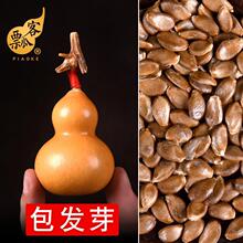 天然文玩特大葫芦种子手捻小八宝蚂蚁鸡蛋小亚腰种籽阳台盆栽观赏