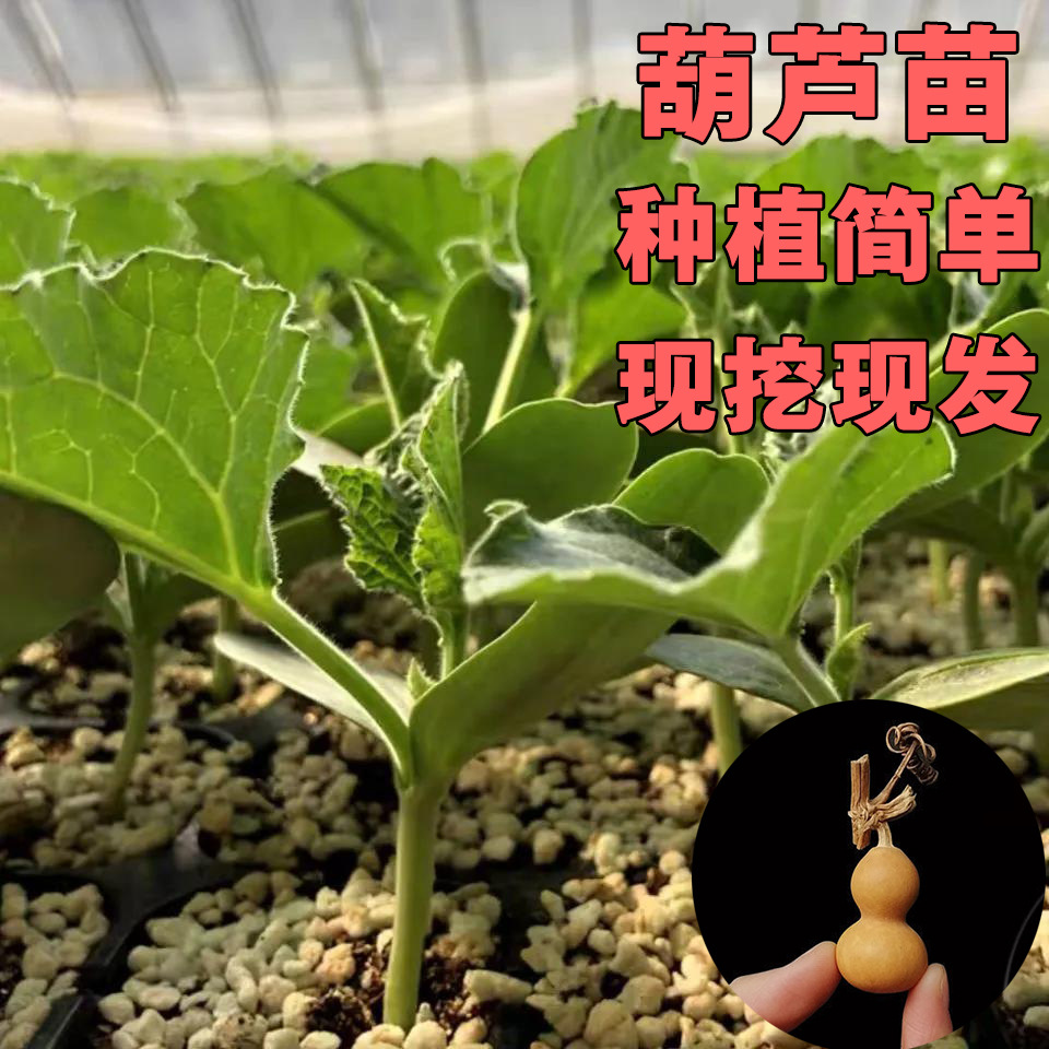 手捻小葫芦葫芦苗盆栽葫芦种子秧苗观赏绿植八宝幼苗草里金籽文玩