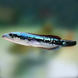 大铅笔鱼苗活体五彩雷龙小盾鳢多曼大型凶猛肉食鱼热带观赏鱼宠物