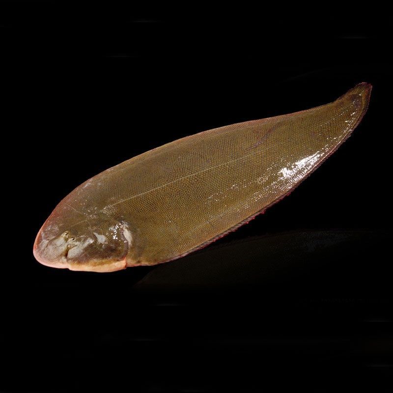 【踏板鱼】-踏板鱼厂家,品牌,图片,热帖-阿里巴巴