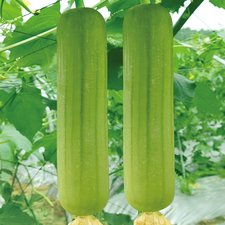 湖南早熟白绿色油丝瓜 光滑油亮肉质紧实 瓜形匀称 -油亮三号