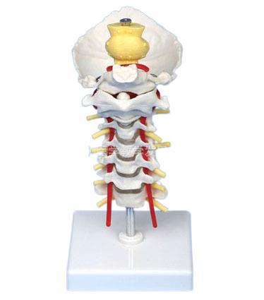 enovo颐诺 医学教学模型颈椎模型 枕骨带c1-c7颈椎模型骨骼模型