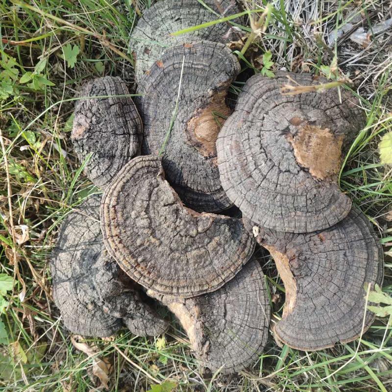 散装产地大兴安岭然朝鲜桑黄灵芝松针层孔菌林芝配送礼盒500g