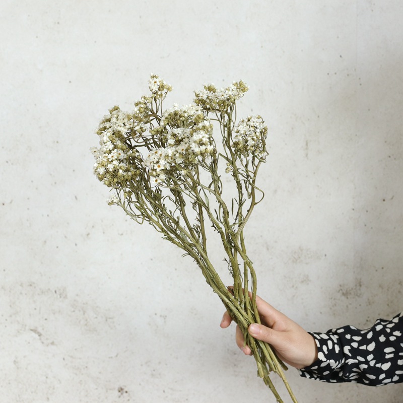 法国白梅相思梅黛西永生花文艺清新星芹小菊diy白色小花拍摄道具