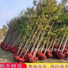 批发银杏树苗 风景树苗 银杏大小苗 规格齐全 量大优惠