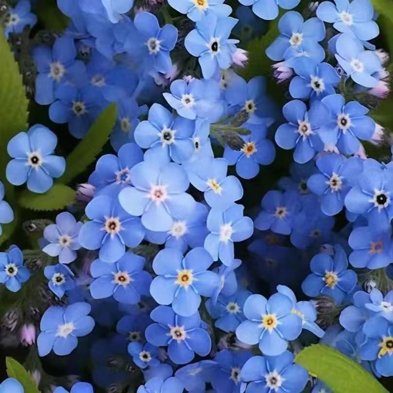 勿忘我花种子勿忘草微格精选花籽四季播种阳台庭院花卉种户外樱花