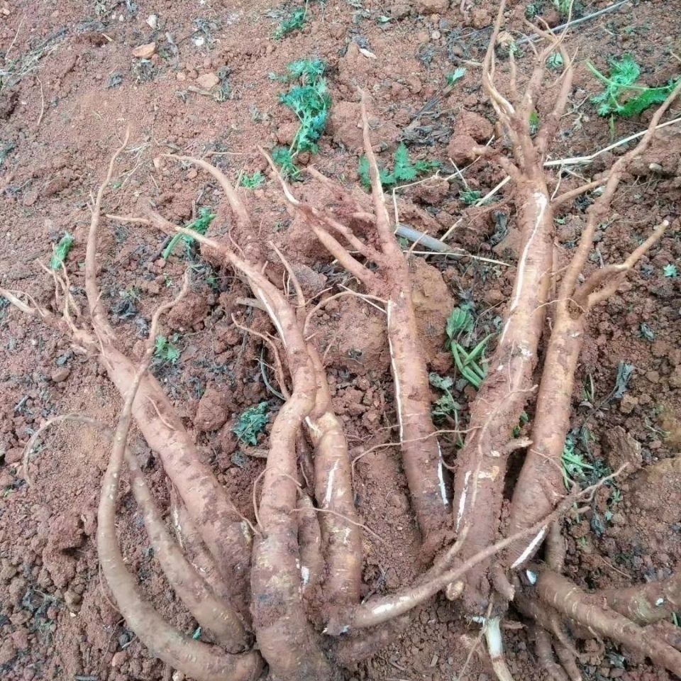包邮四斤现挖新鲜云南高原土当归西归芹根甜当归食材膳食餐馆煲汤
