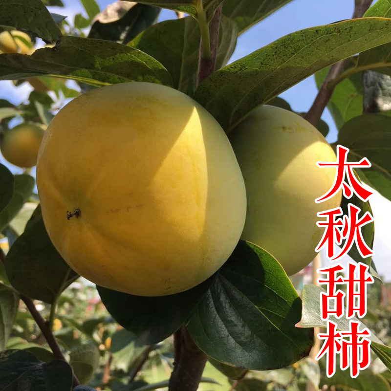 浙江太秋甜柿苗基地大秋甜柿树苗阳丰日本甜柿子树苗新品种批发