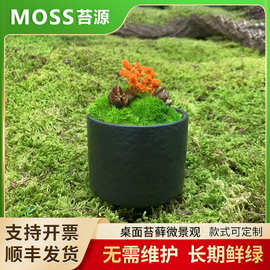 桌面苔藓微景观小摆件青苔绿植微景观盆景造景小苔藓