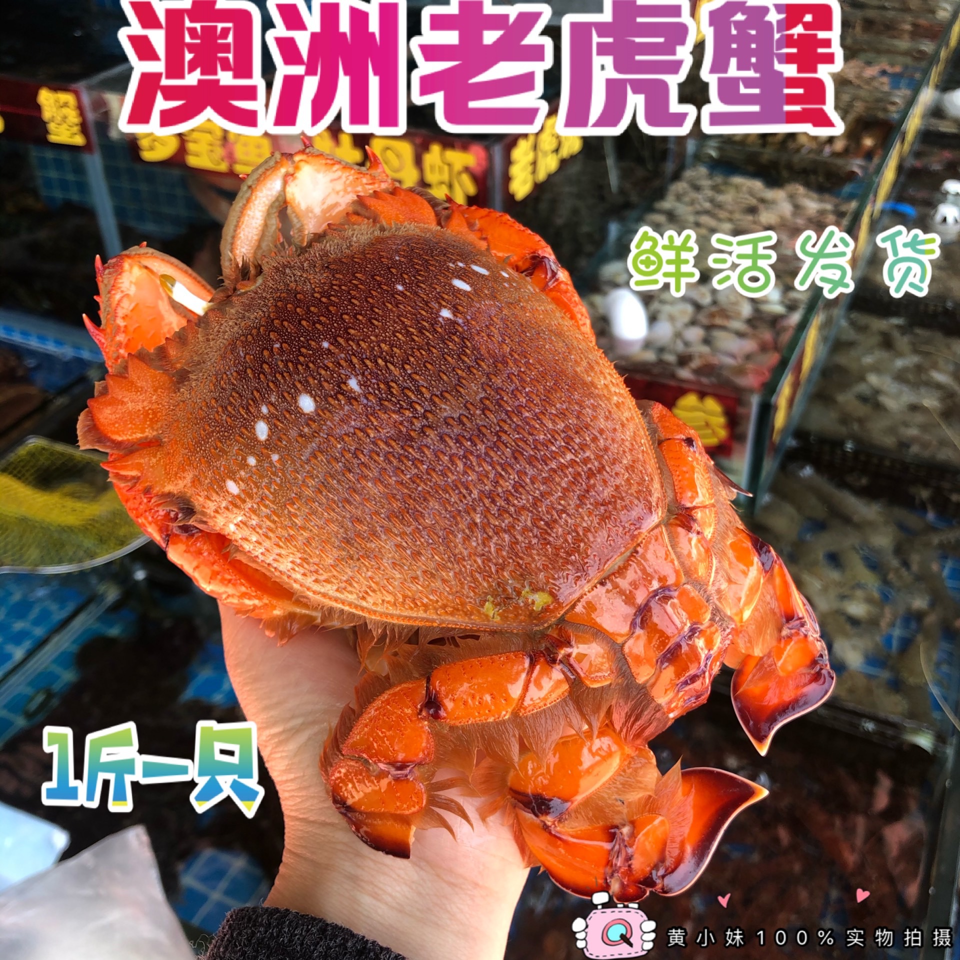 鲜活发货 澳洲进口老虎蟹 野生海捕贵妃蟹 旭蟹 活体蛙蟹1只1斤