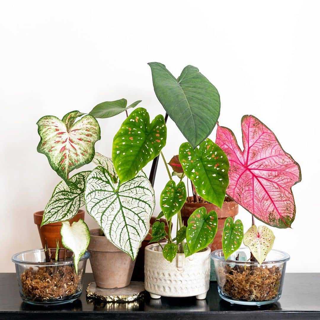 彩叶芋盆栽 白色恋人粉草莓 ins网红阳台室内绿植物新品