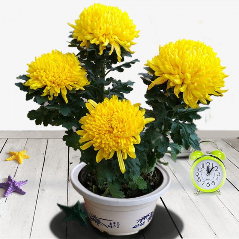 菊花盆栽带花苞发货大花九月秋菊秋冬荷兰菊乒乓菊千头菊室内阳台