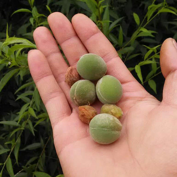 2021秦岭野生龙纹青桃赌青皮桃核同树精品正圆手串桃胡原树