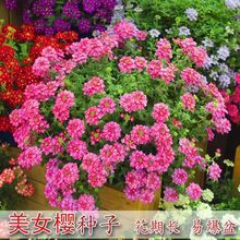 混色美女樱种子四季易种观赏花卉阳台花种子美人樱盆栽植物花籽